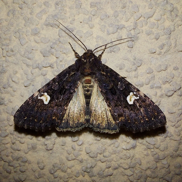 Melanchra persicariae - fehérfoltos kertibagoly