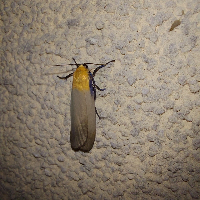 Lithosia quadra - négypettyes zuzmószövő