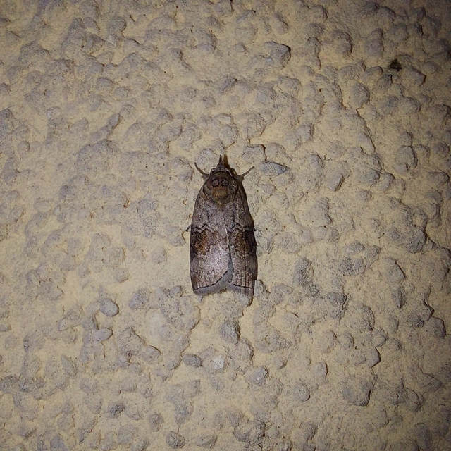 Nycteola asiatica - nyárfa-trapézbagoly