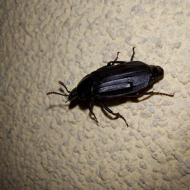 Necrodes littoralis - nagy dögbogár