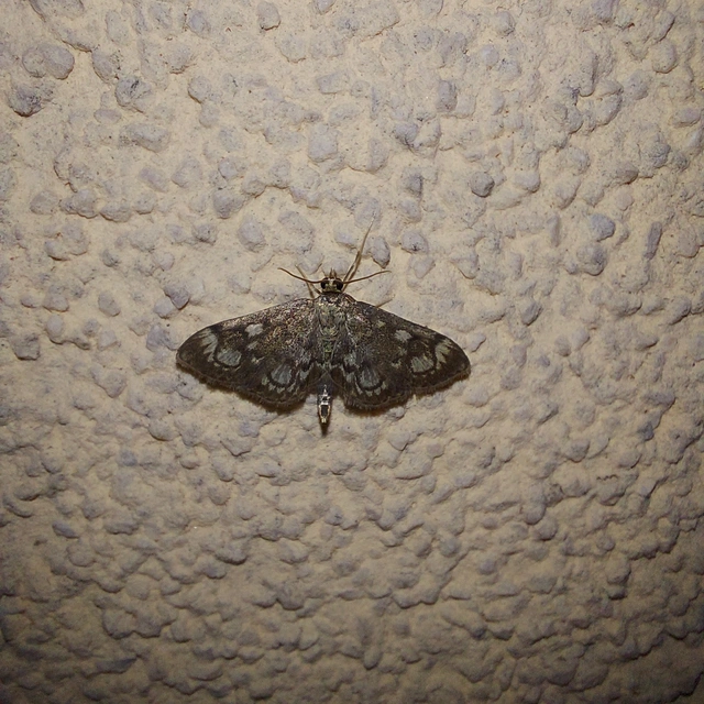 Anania coronata - koronás dudvamoly