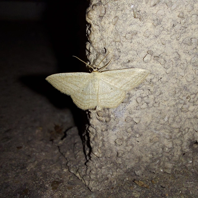 Scopula virgulata - vesszős sávosaraszoló