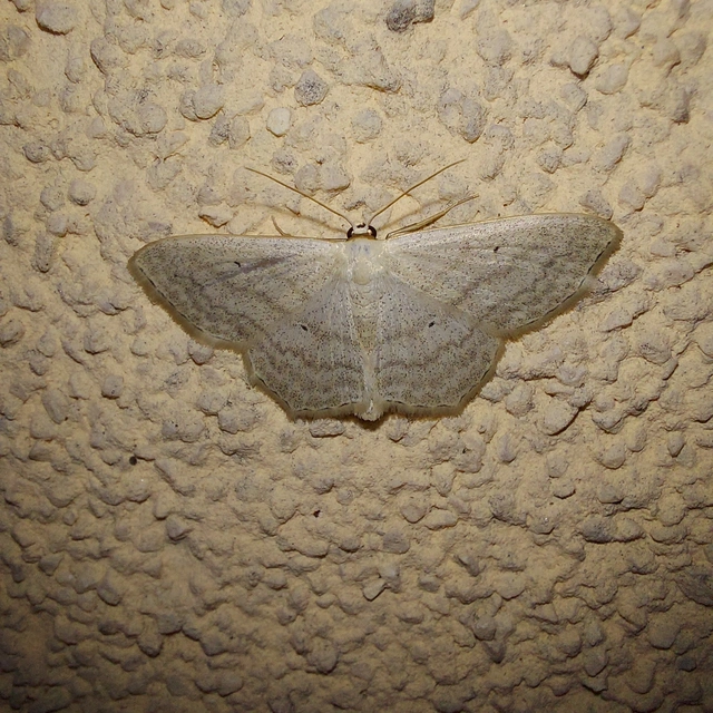 Scopula nigropunctata - feketepettyes araszoló