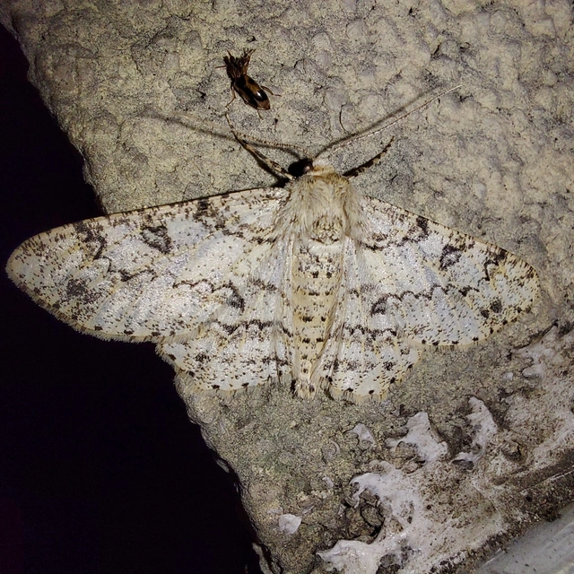 Ascotis selenaria - holdas faaraszoló