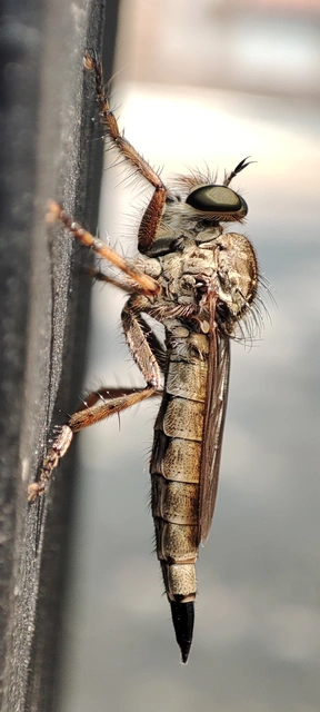 Asilinae