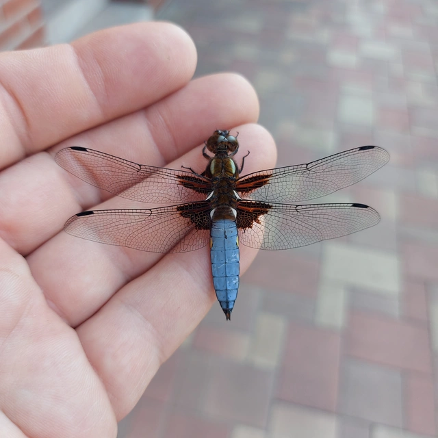 Libellula depressa - széles laposacsa