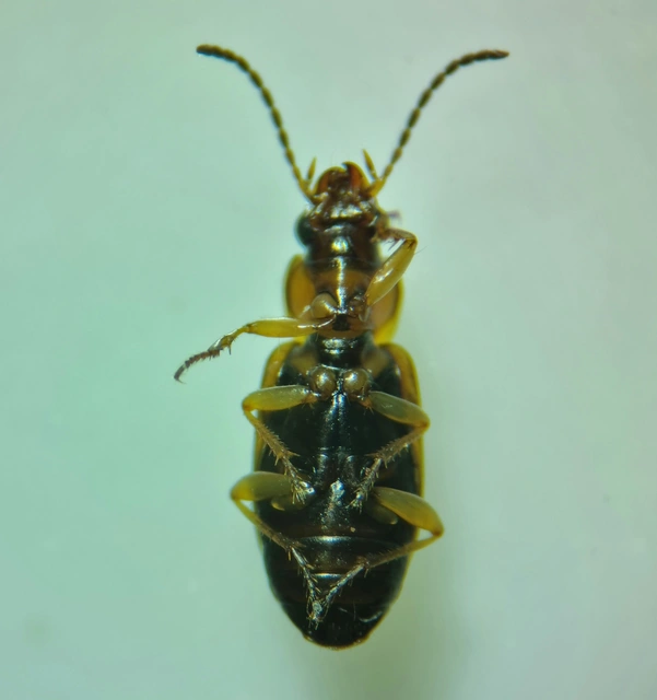 Acupalpus flavicollis - vörösnyakú törpefutonc