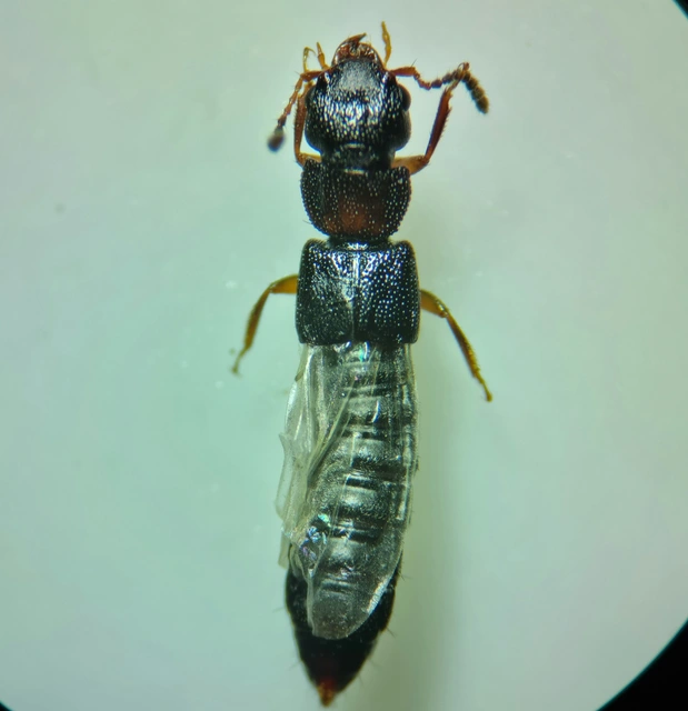 Anotylus rugosus - rovátkáshátú korhóholyva Anotylus rugosus - rovátkáshátú korhóholyva
