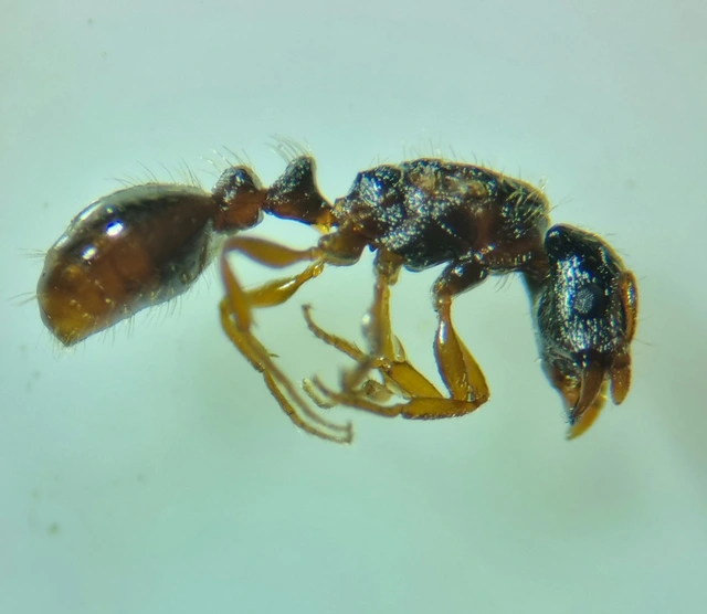 Strongylognathus testaceus - sárga betyárhangya