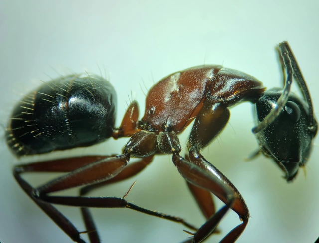 Camponotus ligniperda - faodvasító lóhangya