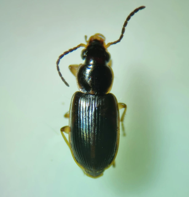 Acupalpus maculatus - vállfoltos törpefutonc