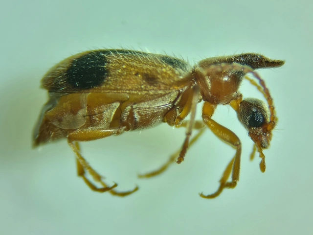 Notoxus monoceros - sárgahasú nyakszarvúbogár