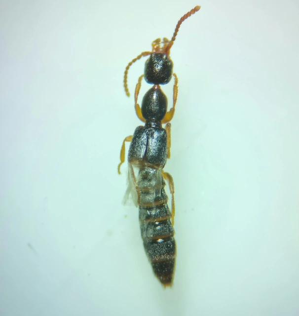 Scopaeus laevigatus - közönséges turzásholyva