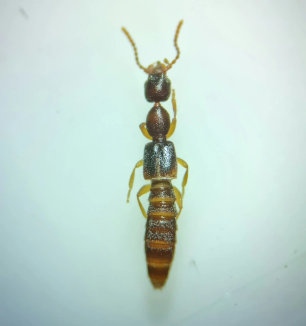 Scopaeus laevigatus - közönséges turzásholyva