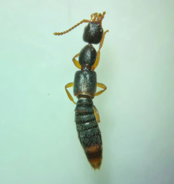 Scopaeus laevigatus - közönséges turzásholyva