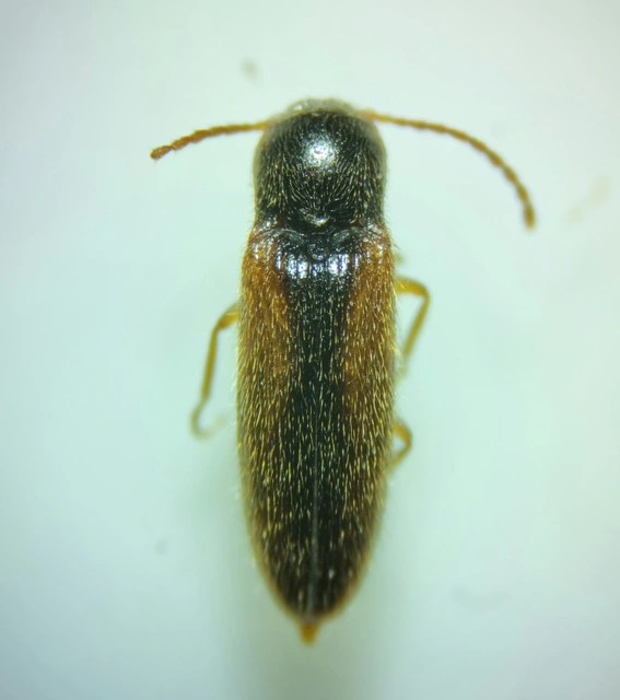 Adrastus rachifer - közönséges cserjepattanó