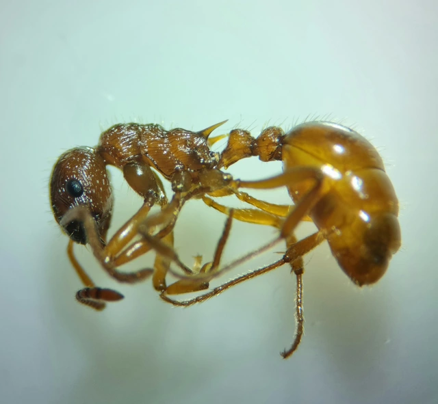 Myrmica ruginodis - erdei bütyköshangya