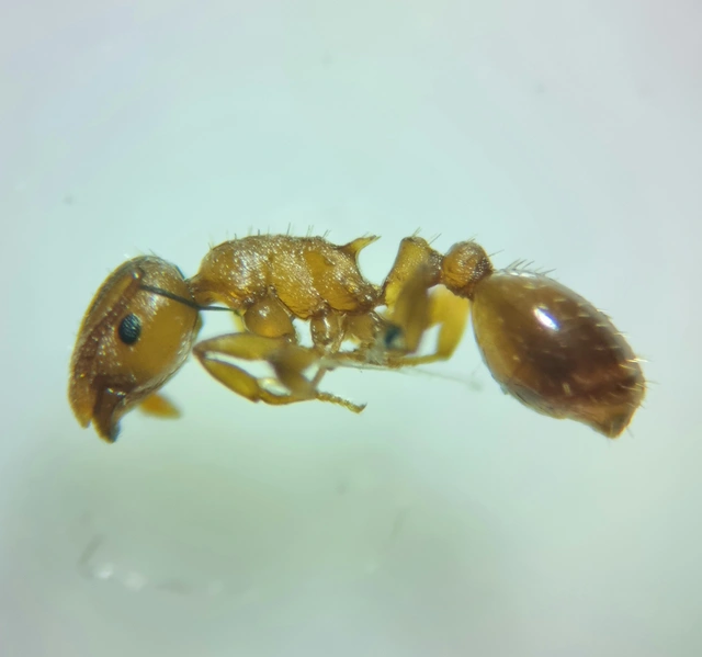 Temnothorax crassispinus - gubacslakó kéreghangya