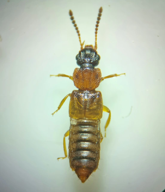 Anotylus rugosus - rovátkáshátú korhóholyva Anotylus rugosus - rovátkáshátú korhóholyva