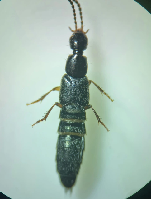 Philonthus quisquiliarius - zöldfényű ganajholyva