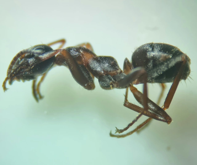 Formica cunicularia - gyakori rabszolgahangya