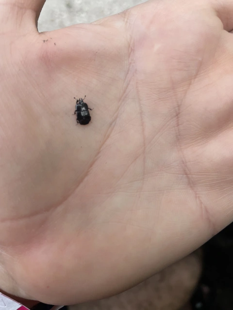 Hololepta plana - lemez-sutabogár