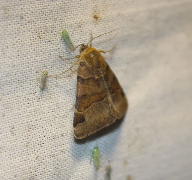 Euclidia glyphica - közönséges nappalibagoly