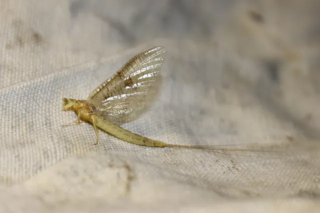Ephemera glaucops
