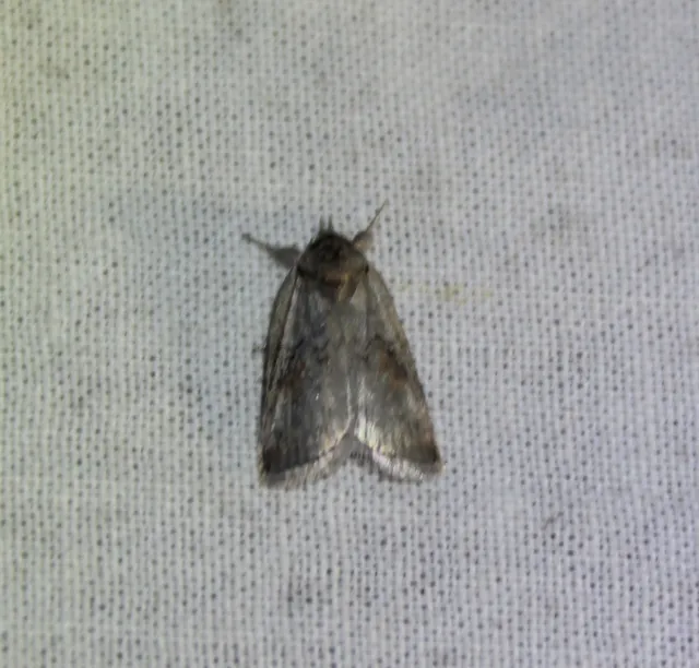Nycteola asiatica - nyárfa-trapézbagoly