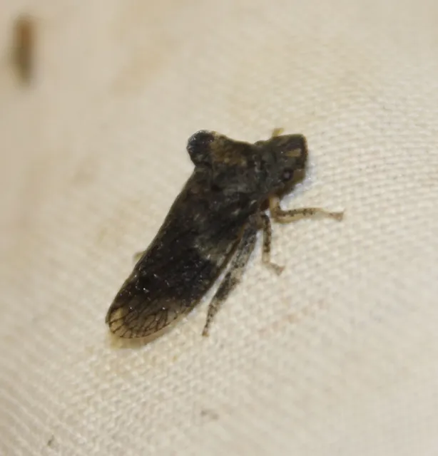 Ledra aurita - füleskabóca