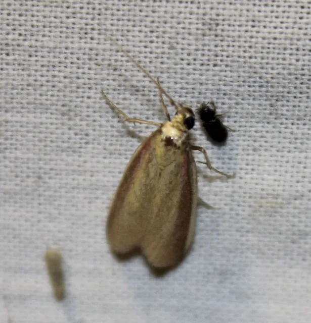 Oncocera semirubella - lucernamoly