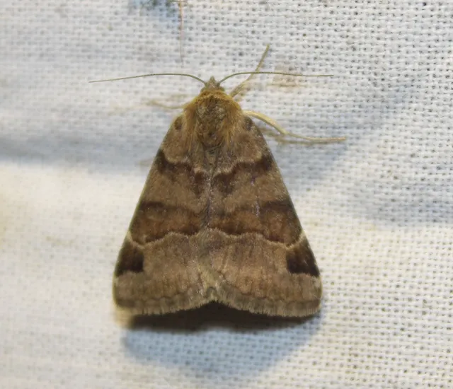 Euclidia glyphica - közönséges nappalibagoly