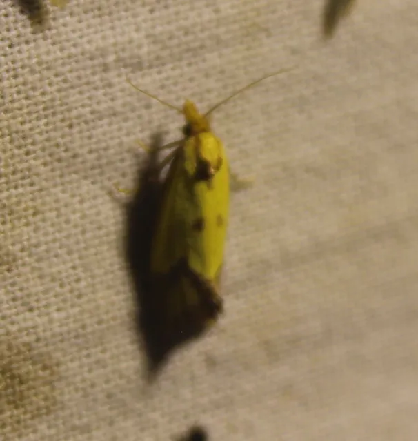 Agapeta zoegana - barnacsíkos sárgamoly