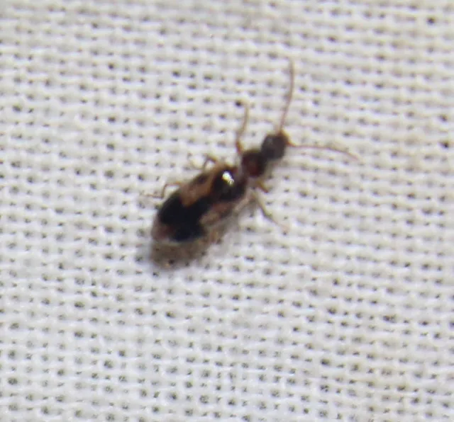 Notoxus monoceros - sárgahasú nyakszarvúbogár