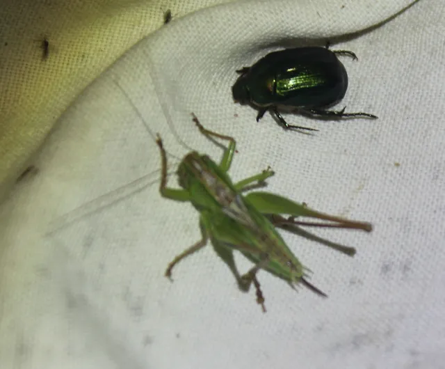 Bicolorana bicolor - halványzöld rétiszöcske