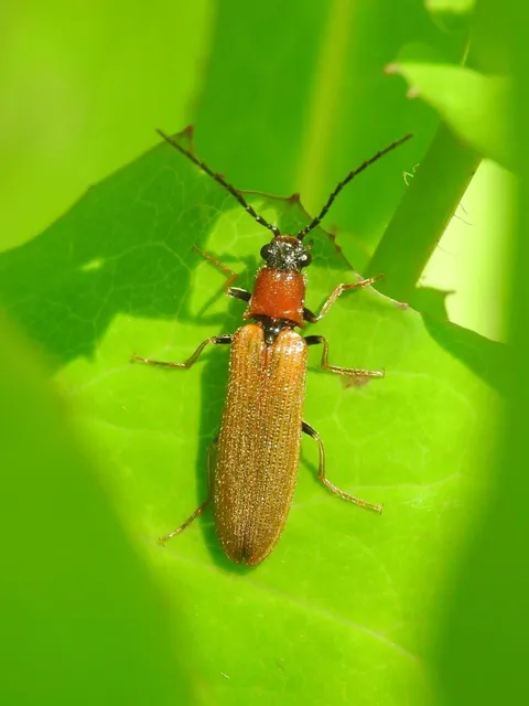 Denticollis linearis - dülledtszemű pattanó
