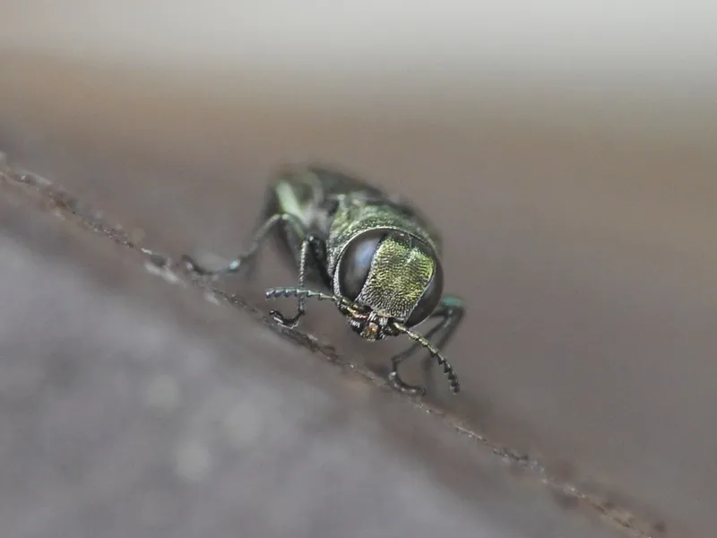 Agrilus olivicolor - olajzöld karcsúdíszbogár