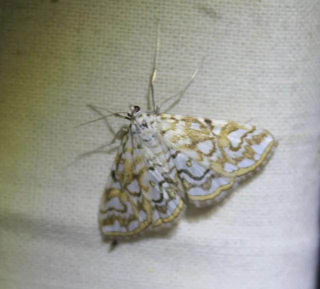 Elophila nymphaeata - tarka vízimoly
