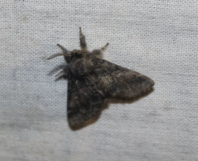 Gluphisia crenata - kormos púposszövő