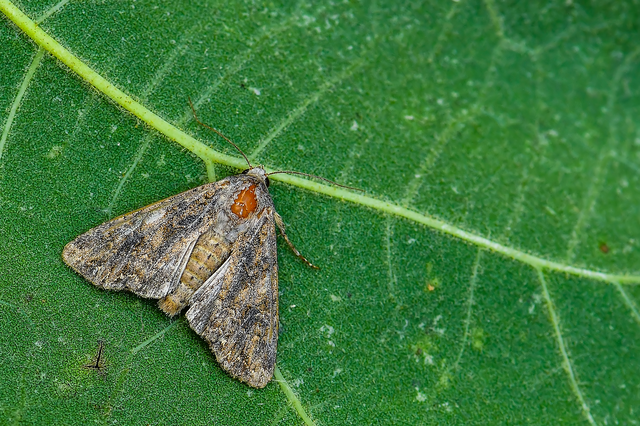 Hadula trifolii - lóherebagoly
