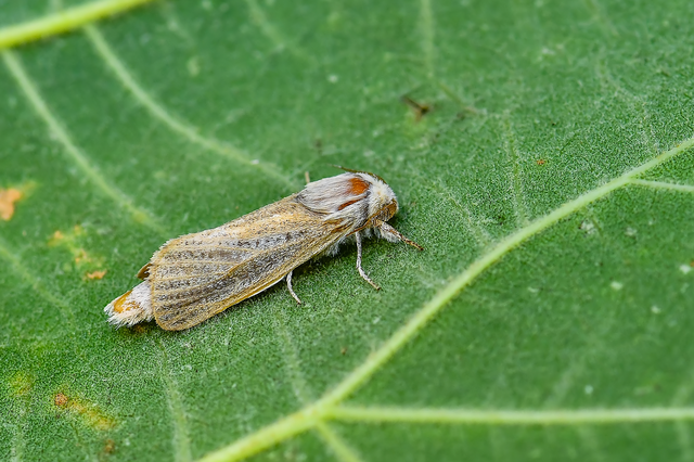 Phragmataecia castaneae - nádfúrólepke