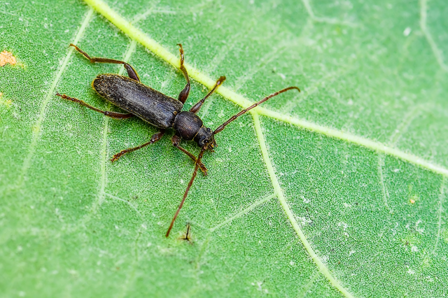 Trichoferus campestris - szállóvendég éjicincér