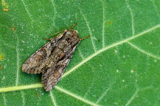 Lacanobia thalassina - borbolya-kertibagoly