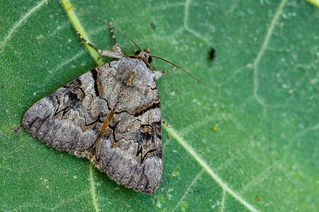 Catocala hymenaea - kökény-övesbagoly