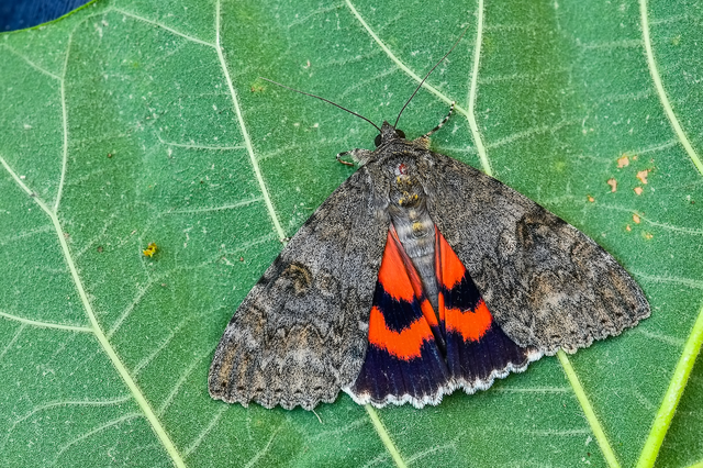 Catocala nupta - piros övesbagoly