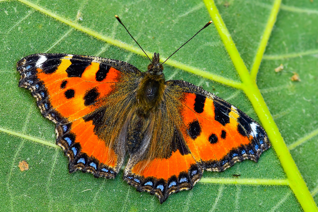 Nymphalis urticae - kis rókalepke Nymphalis urticae - kis rókalepke
