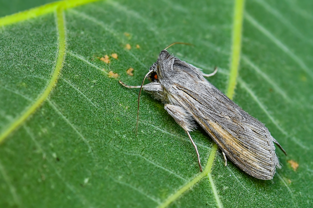 Cucullia umbratica - közönséges csuklyásbagoly