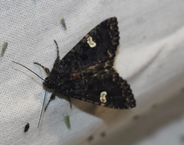 Melanchra persicariae - fehérfoltos kertibagoly