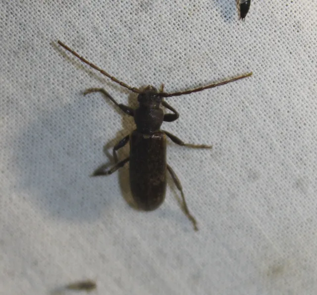 Trichoferus campestris - szállóvendég éjicincér