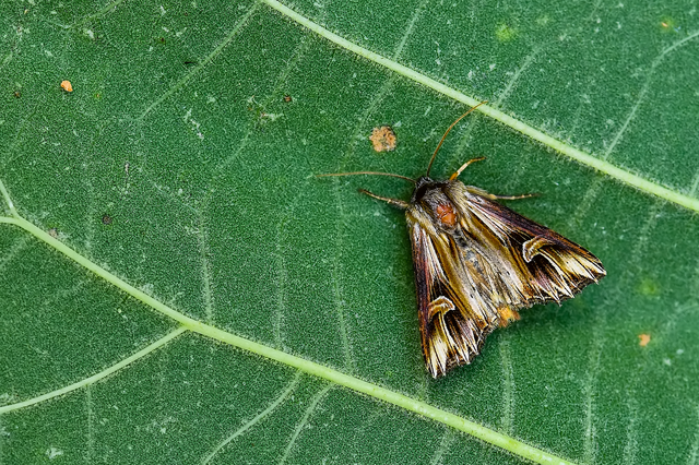 Actinotia polyodon - nagy sugarasbagoly